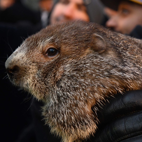 Groundhog Day 2024: Trademark, bankruptcy, and the dollar that failed photo