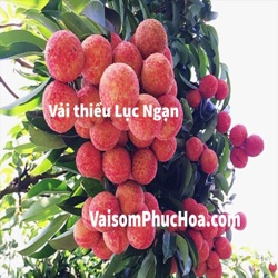 Ăn quả vải thiều có tác dụng gì?