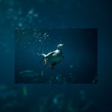 Common Murre, Underwater Flyer