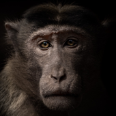 Animal Rights: the Debate