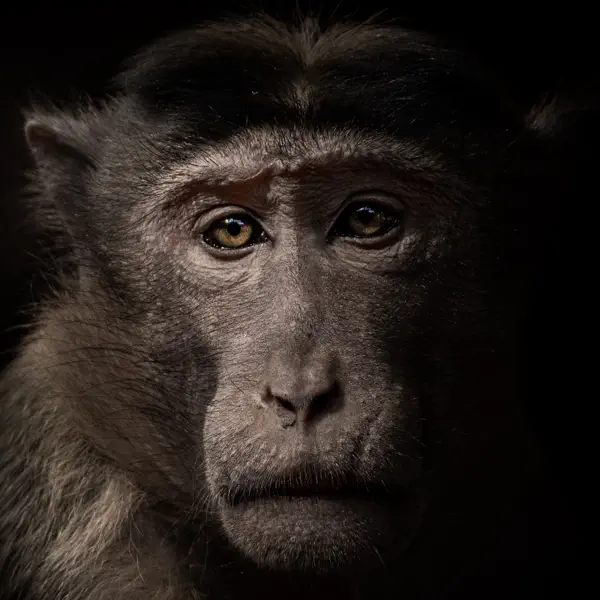 Animal Rights: the Debate