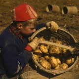 The Maine Potato War of 1976