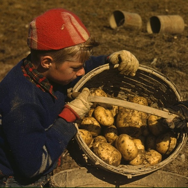 The Maine Potato War of 1976 photo