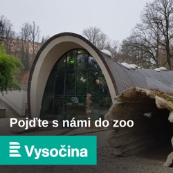 V jihlavské zoo se narodila trojčata scinků šalomounských, je to světový unikát