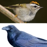 Songbirds: The Large and Small of It