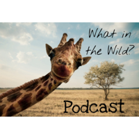 What in the Wild? podcast