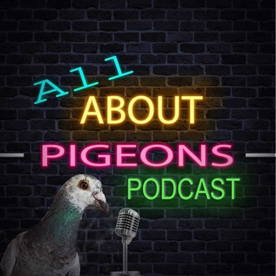 All About Pigeons