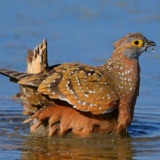 Sandgrouse: Desert Water-carriers