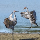 Leaping with Sandhill Cranes