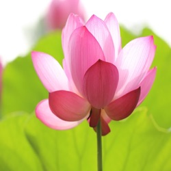 心靈鐘聲