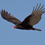 Turkey Vultures on the Move