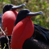 Frigatebirds - Seabirds That Can't Get Wet