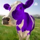 The Purple Cow-Fusion Academy ATX