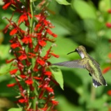 Create Bird Habitat at Home with Native Plants