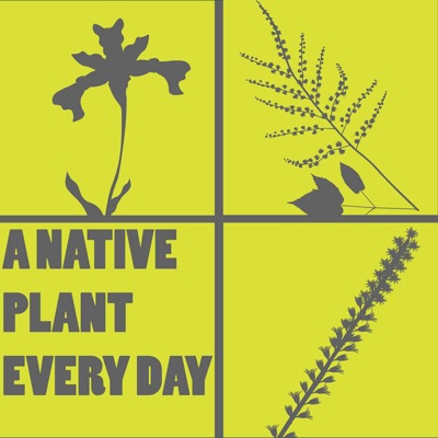 A Native Plant Every Day A Native Plant Every Day