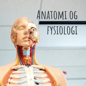 Ind i Kroppen - Anatomi og Fysiologi