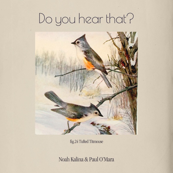 Tufted Titmouse photo