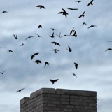 Giving Chimney Swifts a Place to Live