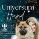 Universum Hund