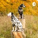 Dog Talk 