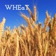 WHEaT - Where Heaven and Earth are Touching