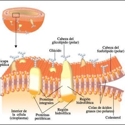 Biología Celular