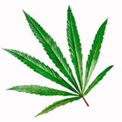 Episodio 18 - Genética del cannabis