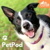 PetPod artwork