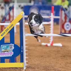 Growing Up in Dog Agility with BJAC