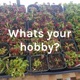 Whats your hobby?
