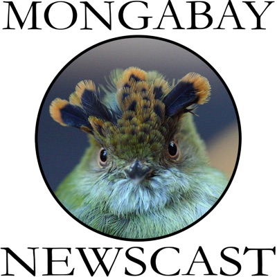 Mongabay Newscast Mongabay Newscast
