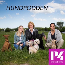 Hur blir man en magnet för sin hund?