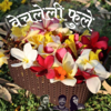 Vechleli Phule | वेचलेली फुले - Marathi Podcast - Vechleli Phule