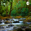 Tropical forest sounds - Omar F. Mejía Agüero