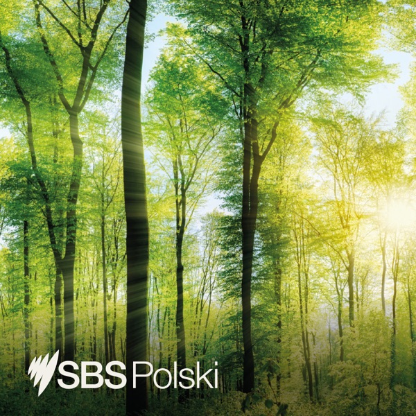 SBS Polish - SBS po polsku