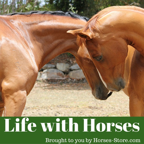 Life with horses