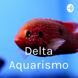 Ep #01 - Como recuperar um peixe que passou por pico de amônia ou nitrito!