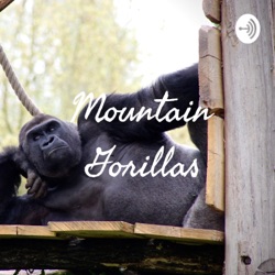 Mountain gorillas