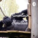 Mountain gorillas