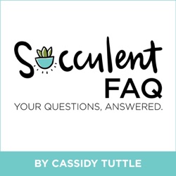 When should I transplant succulents?