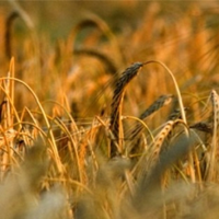 Spectrum Commodities Wheat & Cattle Markets Analysis podcast