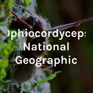 Ophiocordyceps National Geographic