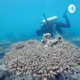 Dying Oceans