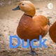 Duck