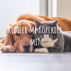 Kedi mi Köpek mi?