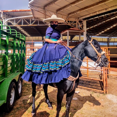 La vida de los caballos