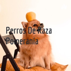 Perros De Raza Pomerania 