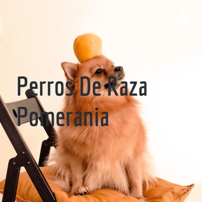 Perros De Raza Pomerania