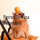 Perros De Raza Pomerania 