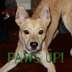 Paws Up!